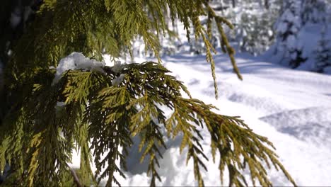 Spruce-Tree-Close-Up-in-Slow-Motion