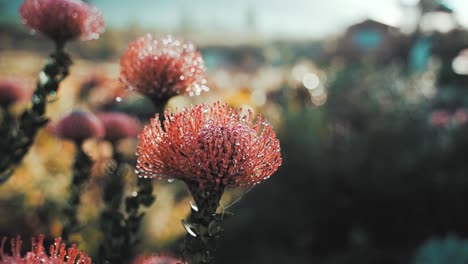 Macro-shot-of-exotic-red-flower-Leucospermum-vestitum,-wild-plant-cinematic-view-close-up