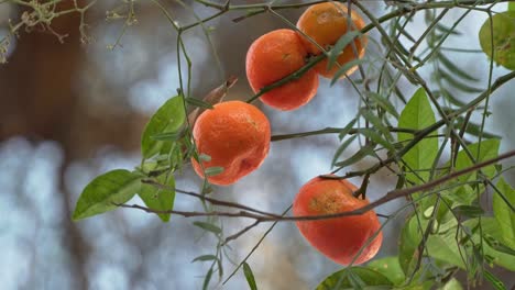 Mandarin-tree-swaying-in-the-wind