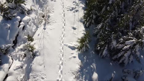 Aerial-Snowshoe-Tracks-on-Vancouver-Island,-Canada