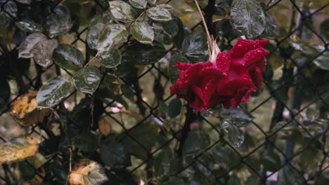 Gefallene-Rote-Benjamin-Britten-Rosenblume-An-Einem-Regnerischen-Tag,-Nasse-Flora-Mit-Wassertröpfchen,-Hintergrund