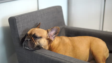 Aufklappbare-Enthüllung-Einer-Französischen-Bulldogge,-Die-Auf-Einer-Grauen-Couch-Im-Haus-Schläft