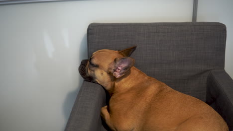 Panning-shot-of-sleeping-French-Bulldog-on-Couch-during-daytime-at-home