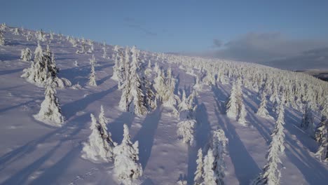 Schneebedeckte-Bäume