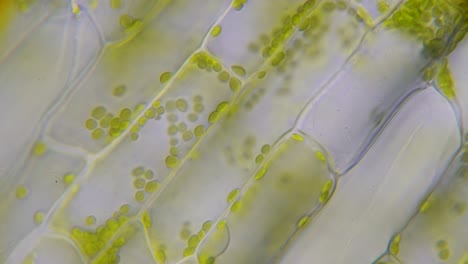 Grüne-Pflanzenzellen-Von-Wasserpflanzen-Unter-Dem-Mikroskop-Mit-Strömen-Von-Zellflüssigkeit-Und-Organellen-Als-Chloroplasten-Und-In-Der-Oberen-Rechten-Ecke-Bakterien,-Die-Sich-Bewegen