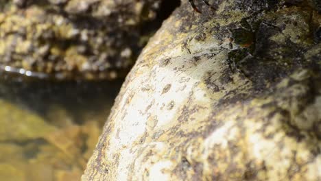 Super-close-up-footage-of-two-colourful-crabs-seeking-shelter-underneath-a-beige-rock-during-low-tide