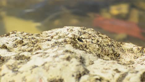 Super-close-up-footage-of-multiple-crabs-walking-over-a-rock-at-the-south-pacific-shore