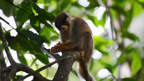 Small-squirrel-monkey-sitting-on-a-branch-eating-a-huge-insect