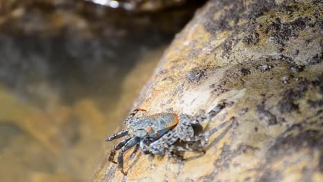 Bunte-Costaricanische-Krabbenfütterung-Der-Algen-Auf-Den-Küstenfelsen-Bei-Ebbe