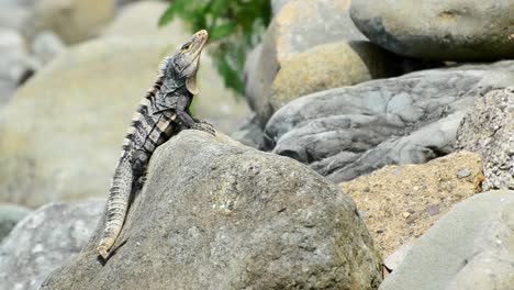 Black-iguana-sitting-on-the-edge-of-a-large-rock-slightly-moving-its-head-around