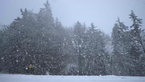 Starker-Schneefall-Auf-Großen-Bäumen