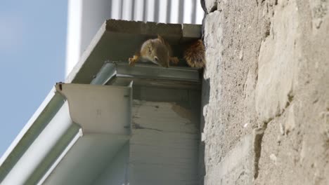 Zwei-Amerikanische-Rote-Eichhörnchen,-Von-Denen-Sich-Eines-Im-Nest-Versteckt,-Verhalten-Wilder-Tiere