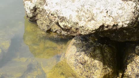 Crab-hiding-in-the-safe-shade-underneath-beige-rocks-on-the-south-pacific-shore