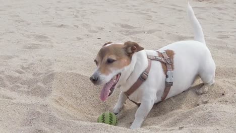 jack-russell-playing-in-the-sand