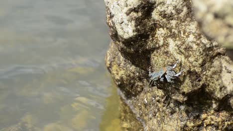 White-dotted-blue-crab-with-red-eyes-hanging-on-to-the-steep-slippery-rock-on-the-south-pacific-shore
