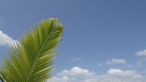 Coconut-palm-tree-near-the-white-sand-beach-in-summer-daytime-in-Phuket
