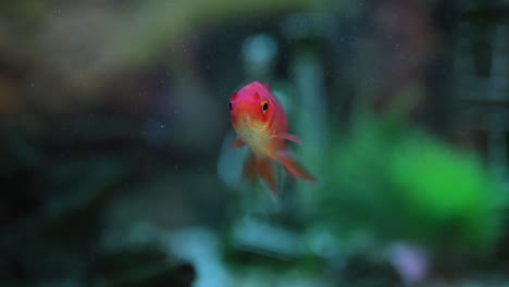 Common-goldfish-slowly-swimming-in-vibrant-house-aquarium