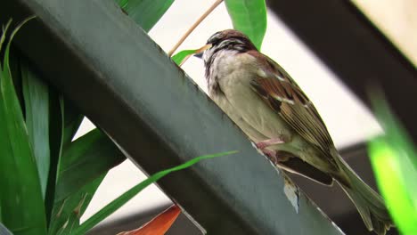 City-dwelling-tree-sparrow-takes-a-break-to-survey-the-surroundings