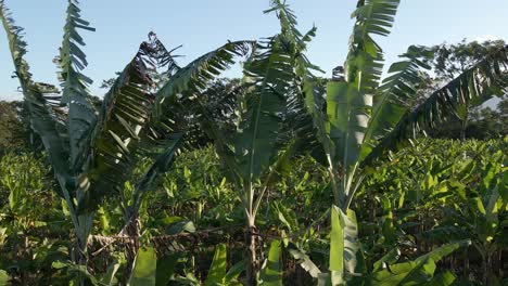 Bananenpflanzen-Wehen-Sanft-Im-Wind-Mit-Einem-Klaren-Blauen-Himmel
