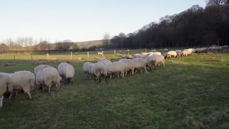 In-lamb-ewes-eating-a-few-sheep-nuts-to-maintain-condition-in-winter