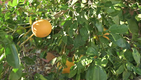 Zitrus-Orangenbaum-Nahaufnahme,-Zoom-In-Schuss