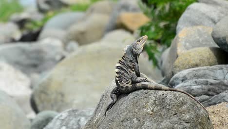 Large-black-iguana-sitting-on-a-big-boulder-at-the-rocky-seashore-of-the-south-pacific