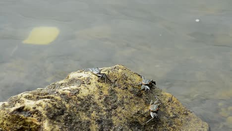Several-Costa-Rican-crabs-crawling-over-a-beige-rock-at-low-tide-looking-for-food