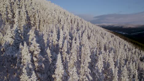 Verschneiter-Winterwald-Bei-Sonnenaufgang-In-Norwegen