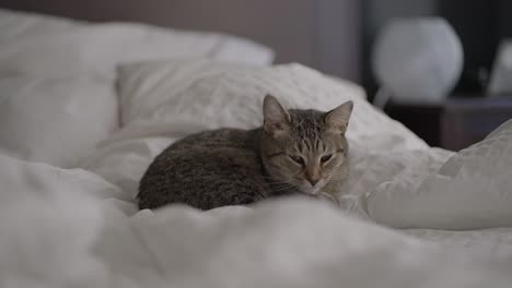 Eine-Niedliche-Graue-Kurzhaar-Tabby-Katze,-Die-Sich-Auf-Einem-Ungemachten-Bett-Mit-Weißer-Bettwäsche-Leckt