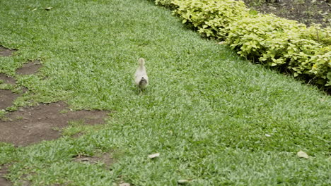 Cute-Babe-Duckling-Running-on-The-Grass-Field-in-Slow-motion-120-FPS-4K