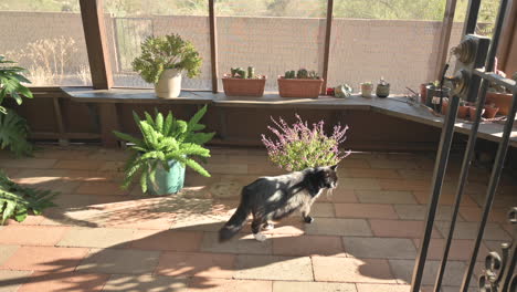 Black-cat-sniffs-flowering-holy-basil-plant-on-ground-in-patio-of-house