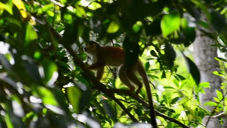 Young-orange-squirrel-monkey-with-long-tail-sneaking-through-the-thick-leafy-forest-of-southern-Costa-Rica