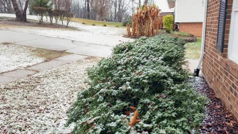 Close-Up-Of-Green-Bushes-Outside-The-House-During-Snowfall-In-Winter