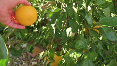 Close-up-of-orange-on-tree