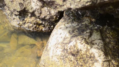Several-small-crabs-living-underneath-a-big-beige-rock-at-the-shore-of-the-south-pacific