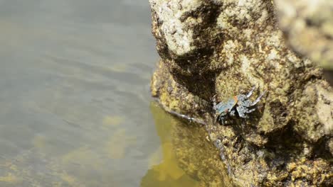 Blue-and-orange-crab-sitting-on-the-side-of-a-beige-rock-eating-the-rich-algae-during-low-tide