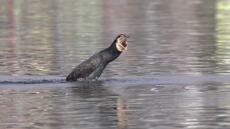 A-cormorant-puking-out-a-fish-that-got-stuck-in-slow-motion