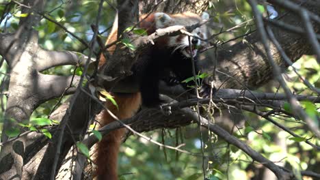 Ein-Roter-Panda,-Der-Blätter-Von-Einem-Baum-Frisst,-Während-Er-Auf-Einem-Ast-Sitzt