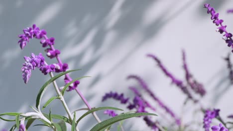 Close-up-of-Lavender-stems,-swaying-outdoors.-White-background