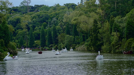 White-swan-water-pedal-boats-in-the-Black-Lake---Lago-Negro---surrounded-by-the-forest-in-an-evening-in-Gramado,-Canela,-Rio-Grande-do-Sul,-Brazil
