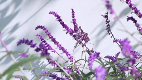 Lavender-flower-stems-swaying-in-the-wind,-white-background,-sunny