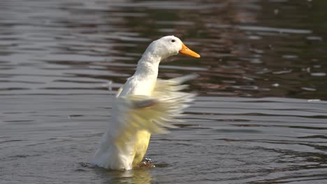 A-slow-motion-video-of-a-white-mallard-duck-flapping-its-wings