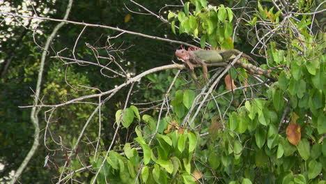 Green-iguana-relaxing-on-branch-along-the-Tarcoles-river
