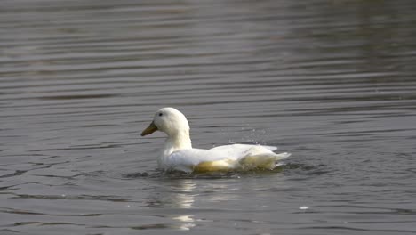 A-white-mallard-duck-flapping-its-wings-and-playing-in-the-water