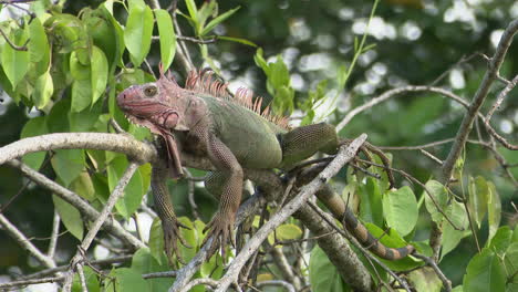 Iguana-Verde-Relajándose-En-Una-Rama-A-Lo-Largo-Del-Río-Tarcoles