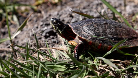 Painted-turtle-walking-in-grass-slow-motion