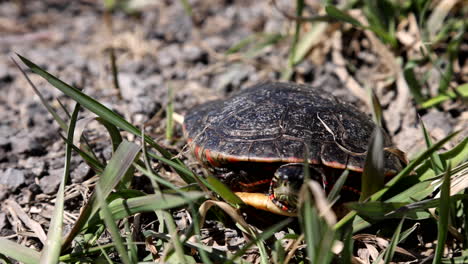 Painted-turtle-basking-in-the-summer-grass-and-sun