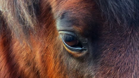 Close-up-shot-of-a-brown-pony-eye-in-the-sunset-with-warm-colours