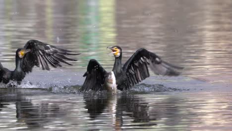 Two-cormorants-fighting-over-a-large-fish-at-Taudaha-Lake-in-Nepal-in-slow-motion