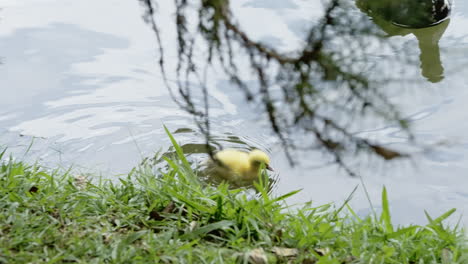 Cute-Babe-Yellow-Duckling-Swimming-Close-To-The-Margins-of-a-Lake-in-Slow-motion-120-FPS-4K